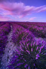 Wonderful nature landscape, amazing sunset scenery with blooming lavender flowers. Moody sky, pastel colors on bright landscape view. Floral panoramic meadow nature in lines with trees and horizon