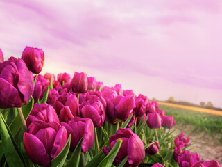 Pink tulips bloom in field under a cloudy sky. Sunset, dawn, flower business, floriculture, flowers...