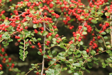 Obraz premium red and white berries