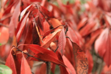 red autumn leaves