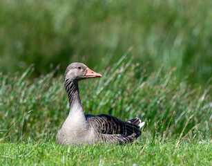 Greylag Goose lying on grass