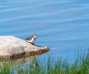 Common Sandpiper standing on a rock at wetland