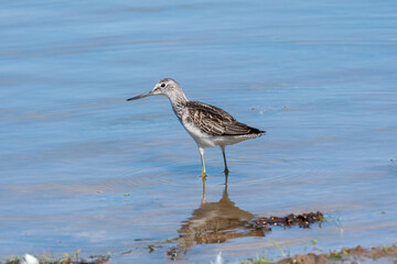Common Greenshank on wetland with reflection