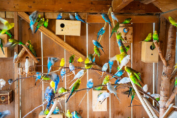 A lot of budgies standing on the branch in one room in Gelselaar, Netherlands 