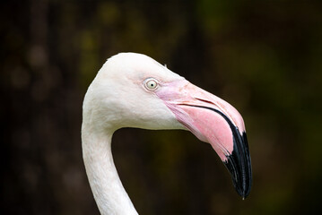 Close up of Flamingos head