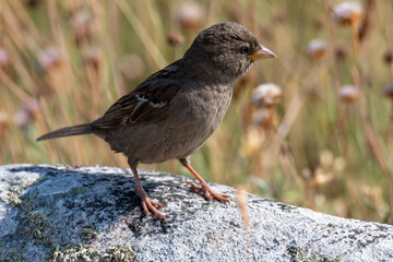 House Sparrow standing on rock