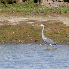 Grey heron standing at water on wetland