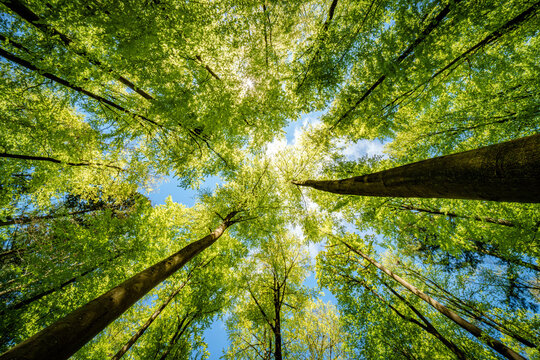 Fototapeta a view up into the trees direction sky - sustainability picture - stock photo - sunstar