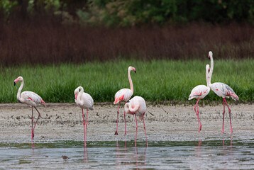 Flamimgos, Fuente de Piedra Lagoon