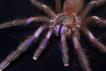 Closeup picture of the electric blue tarantula Chilobrachys natanicharum, a newly discovered spider species from Thailand, photographed on black background.