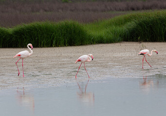 Flamimgos, Fuente de Piedra Lagoon