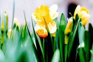 yellow flowers plants green