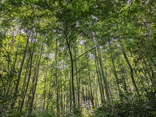 Deciduous Forest in the San Gabriel Mountains, Los Angeles County, California