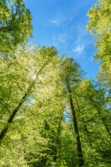 a view up into the trees direction sky - sustainability picture - stock photo - sunstar