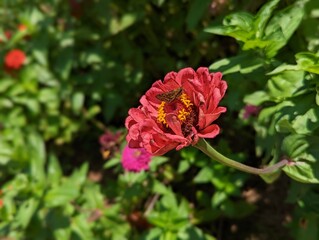 Pollenating butterfly