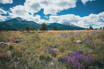 Fototapeta premium Wildflowers in Colorado