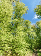 Sunshine filters through trees on woodland path, creating dappled shade - sustainability picture - stock photo - sunstar