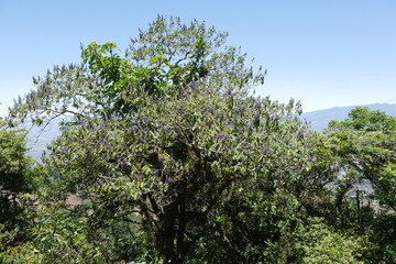 Tropischer Baum mit blauen Blüten in den Bergen von Escazú in Costa Rica