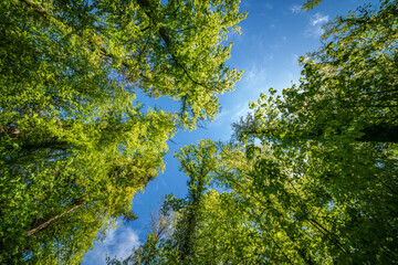 a view up into the trees direction sky - sustainability picture - stock photo - sunstar