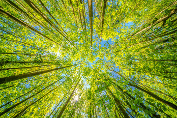 a view up into the trees direction sky - sustainability picture - stock photo - sunstar