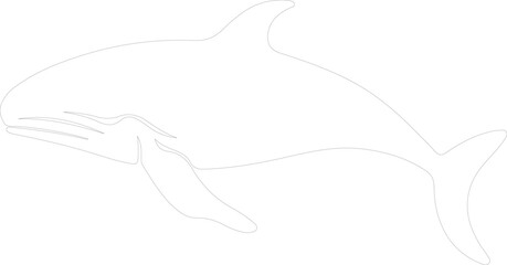 bowheadwhale outline