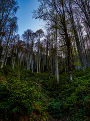 a beautifull day into jungle