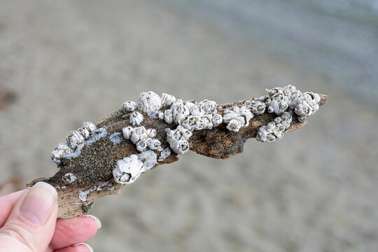 A close up image of a hand holding an old piece of driftwood which is covered in barnacle shells. 