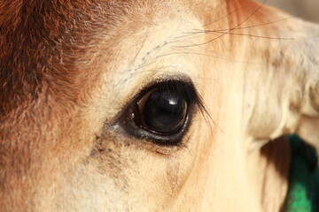 close-up of cow portrait 
