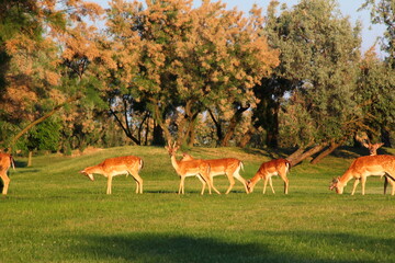 group of deer