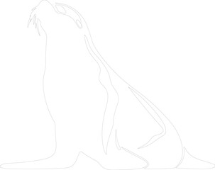 Californiasealion outline