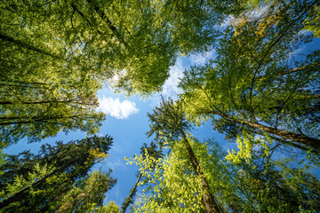 Obraz premium a view up into the trees direction sky - sustainability picture - stock photo - sunstar