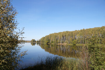 Birch grove on the lake shore in Belarus