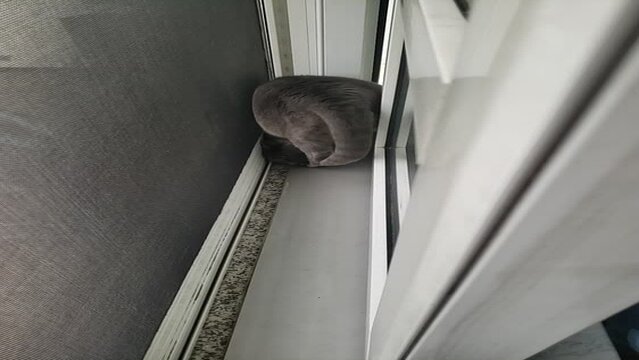 Cat turnaround cat catwalk