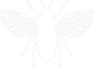 cicada outline