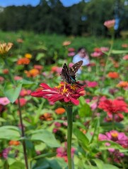 Swallowtail butterfly