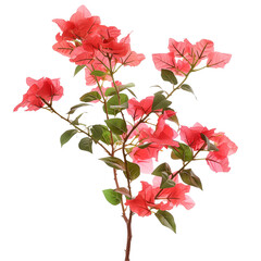 Bougainvillea isolated on transparent background