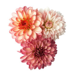 Chrysanthemums isolated on transparent background
