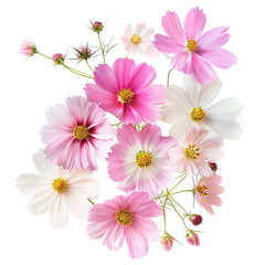 Cosmos flowers isolated on transparent background
