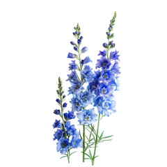 Delphiniums isolated on transparent background