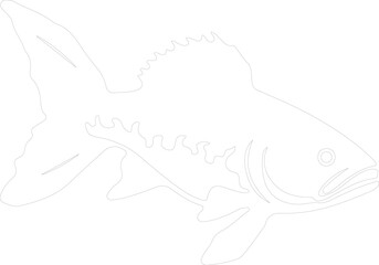 Obraz premium coelacanth outline