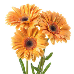Gerbera isolated on transparent background