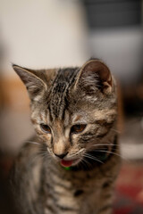 Cute tabby cat kitten