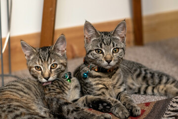 Two cute kittens sitting next to each other