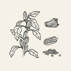 Line art sesame plant illustration