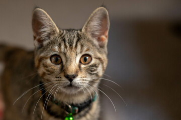 Cute tabby cat kitten with big eyes