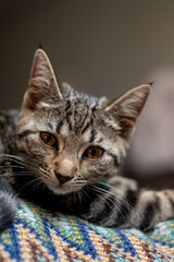 Cute tabby cat kitten with big eyes