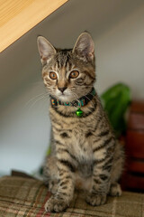 Cute tabby cat kitten with big eyes