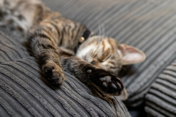 cute cat sleeping with paw out