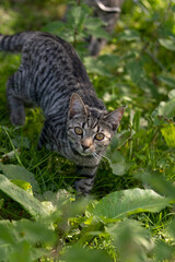 Cute tabby cat walking through the grass and greenery 