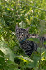 Cute tabby cat walking through the grass and greenery 